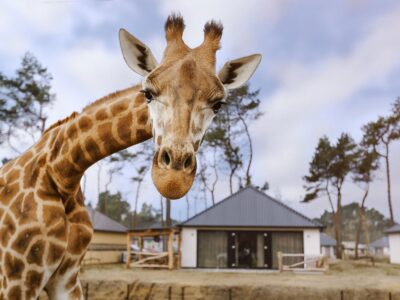 overnachten beekse bergen